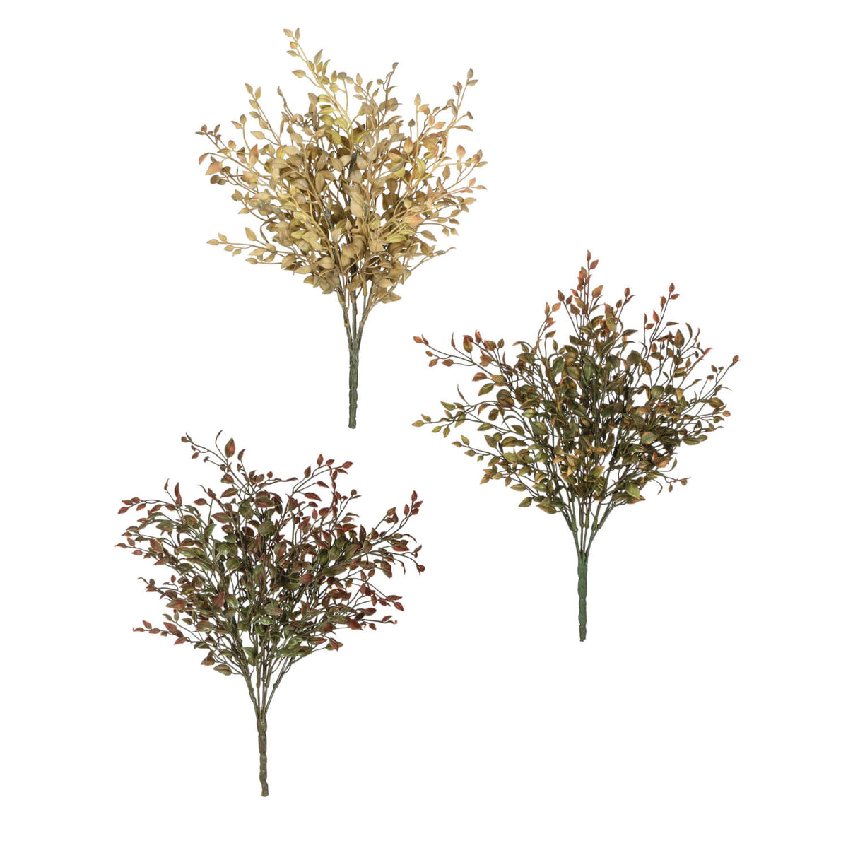 Bean Sprout Bush – Gypsy Quarter