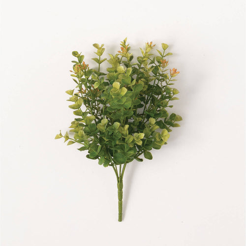 New England Boxwood Bush